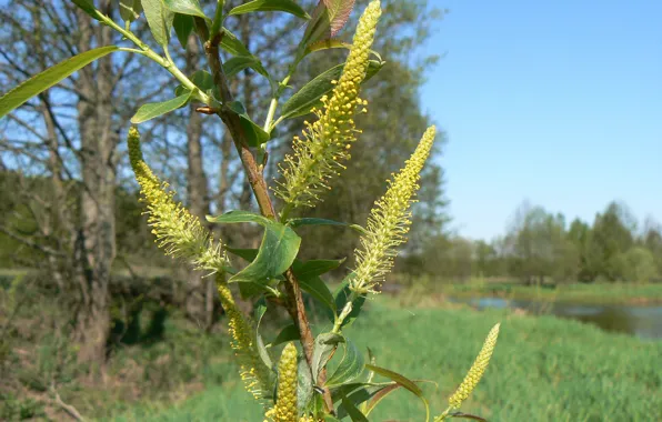 Greens, macro, blooms, vine, Belarus, my photo, verboloz