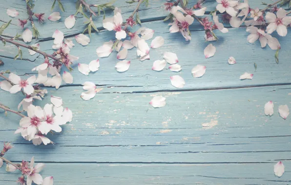 Picture flowers, branches, apple, spring, Apple, flowering, wood, blossom