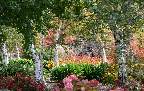 Picture trees, flowers, garden, Australia, the bushes, Mayfield Garden, Oberon