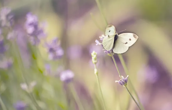 Summer, macro, flowers, butterfly, field