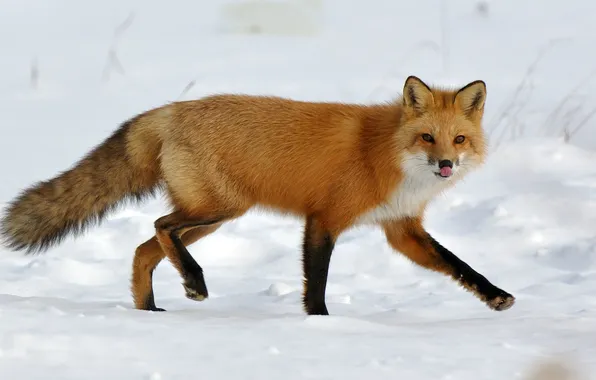 Picture language, snow, Fox, Fox