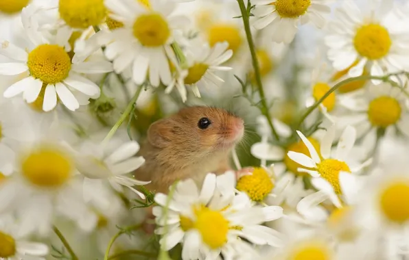 Flowers, chamomile, The mouse is tiny