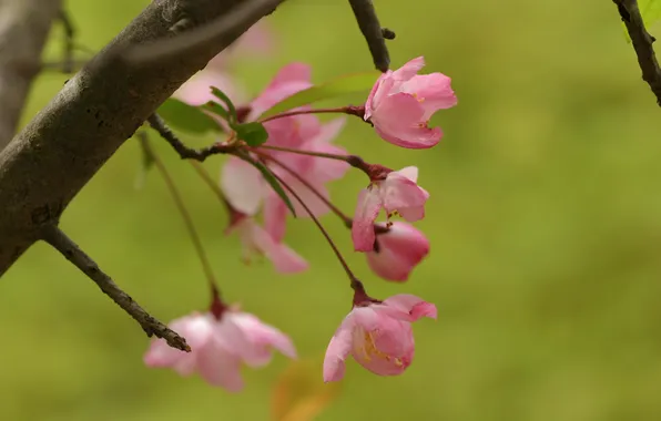 Picture greens, leaves, flowers, nature, cherry, green, sprig, tree