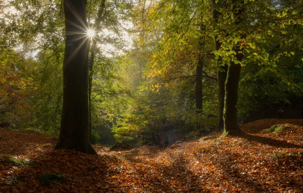 Autumn, forest, the sun, rays, trees, foliage, France, France