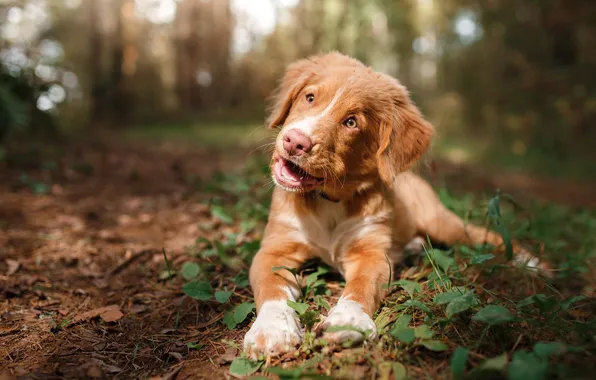 Autumn, forest, language, look, nature, Park, portrait, dog