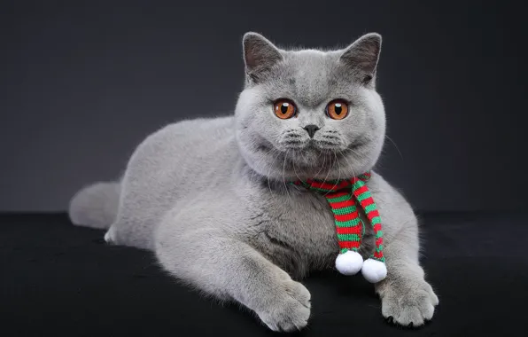 Cat, cat, kitty, portrait, face, scarf, British, Studio