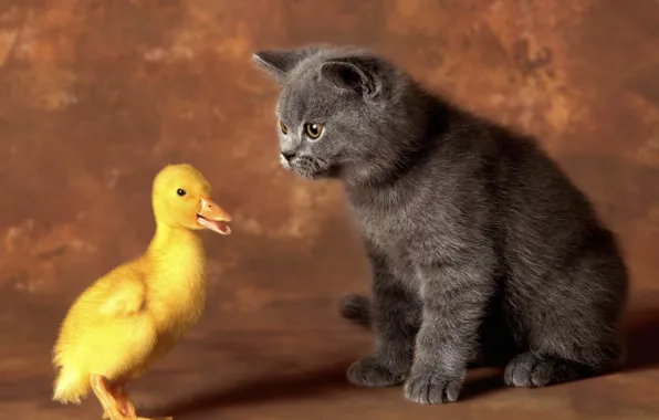 Picture cat, cat, pair, kitty, friends, duck