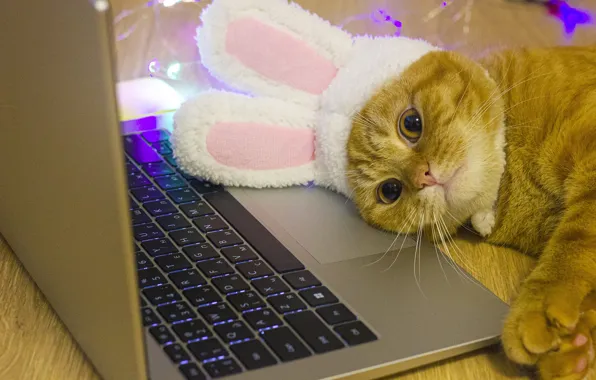Cat, cat, look, kitty, table, legs, rabbit, red