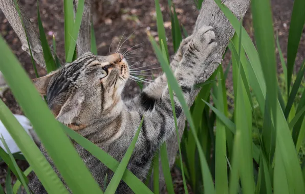 Picture cat, nature, grey