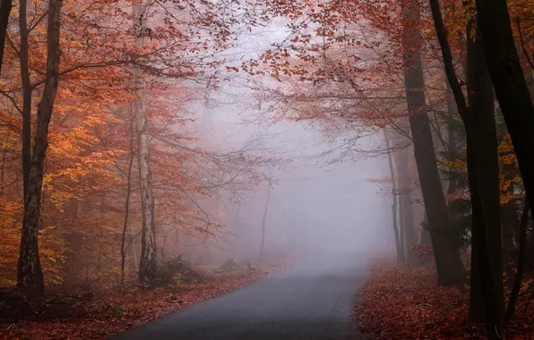 Road, autumn, forest, trees, branches, fog, Park, trunks