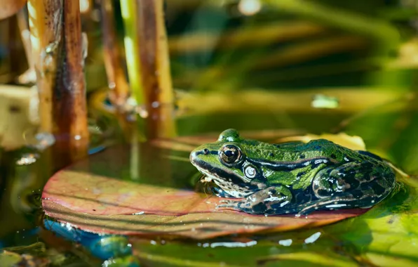 Picture macro, pond, leaf, frog, bokeh
