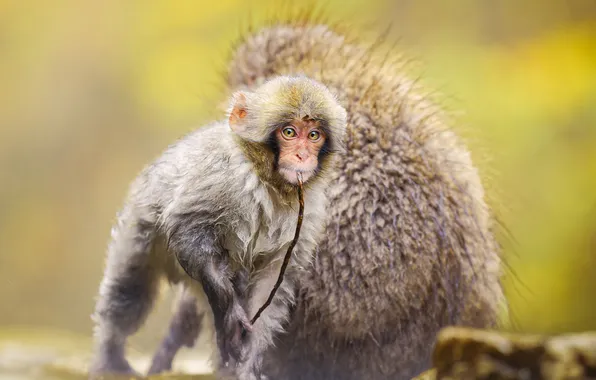 Look, water, pose, branch, monkey, monkey, face, cub