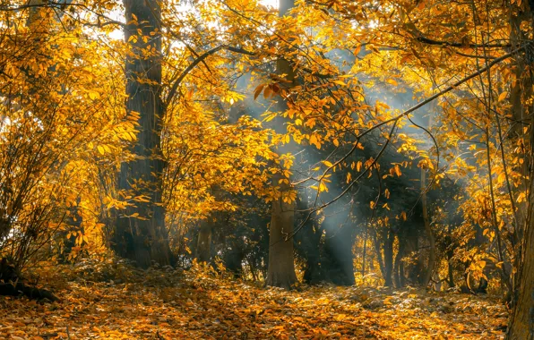Picture autumn, forest, light, branches, yellow, fog, Park, foliage