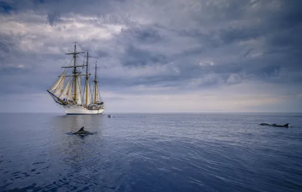 Sea, overcast, sailboat, dolphins