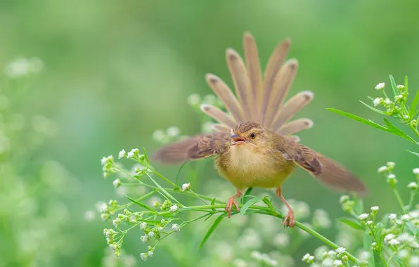 Picture grass, nature, bird, stem