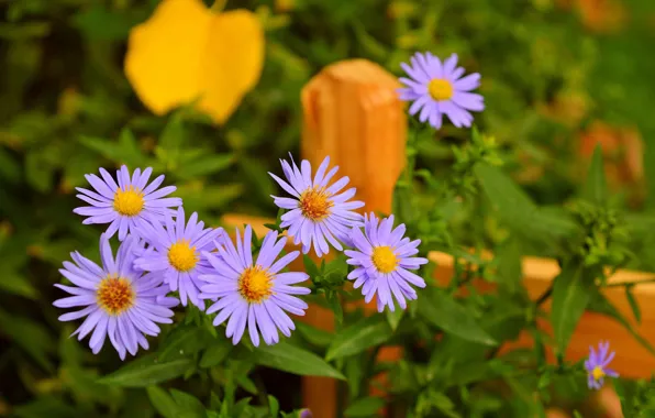 Picture Flowers, Purple flowers, Purple flowers