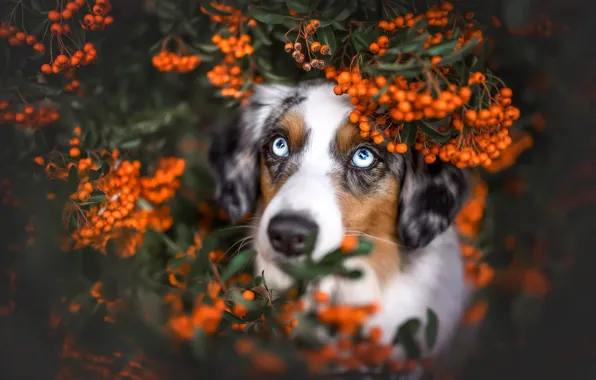 Autumn, look, face, berries, Bush, portrait, dog, fruit