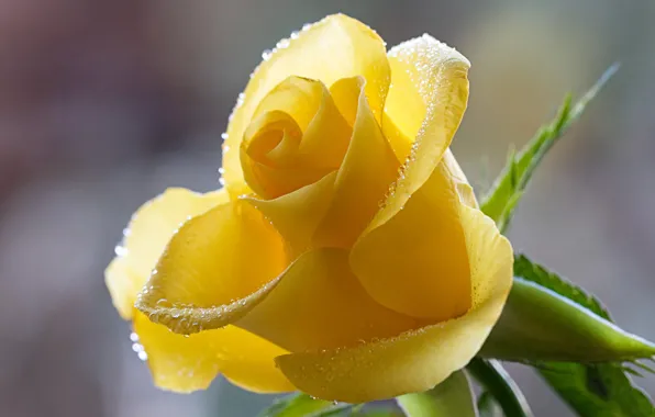 Flower, drops, macro, rose, Bud, yellow