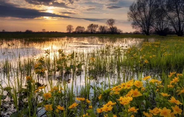 Picture flowers, nature, the evening