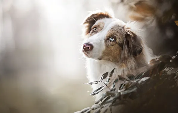 Look, face, branches, bokeh, Australian shepherd, Aussie