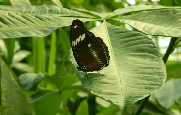 Leaves, microsemi, wings, Butterfly, insect, beautiful, closeup