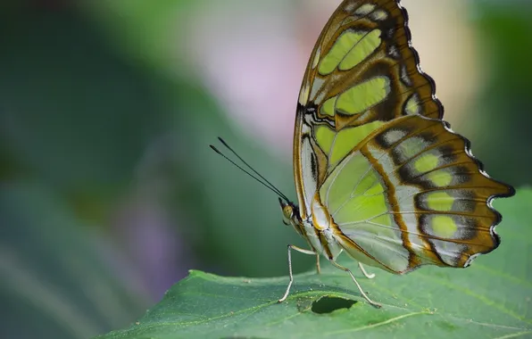 Macro, sheet, Malachite butterfly