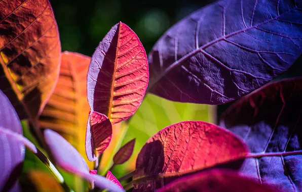 Picture autumn, leaves, macro, plant, color