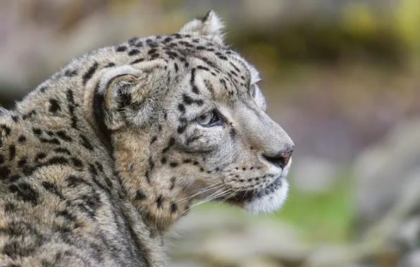 Cat, look, face, IRBIS, snow leopard, ©Tambako The Jaguar