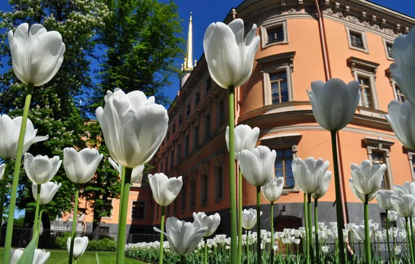 Greens, the building, tulips