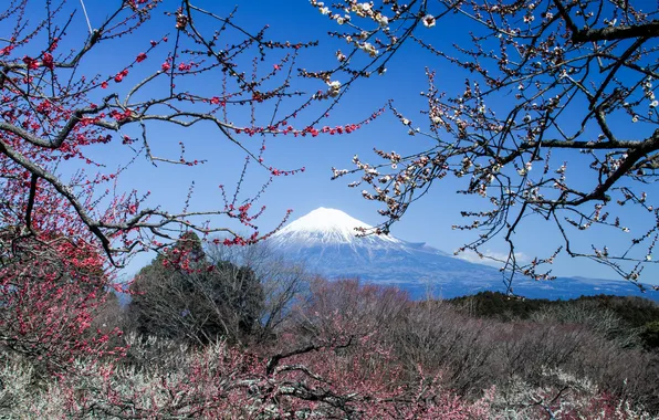 Picture mountain, the volcano, Japan, Sakura, Fuji