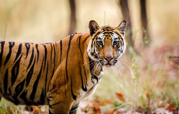 Face, strips, predator, wild cat, Bengal tiger