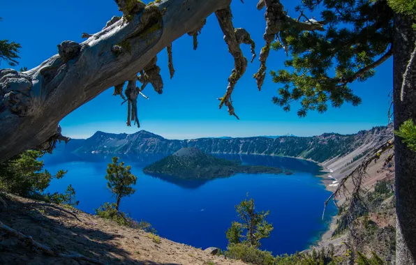 Trees, island, Oregon, Oregon, Crater Lake, Crater Lake National Park, Crater Lake