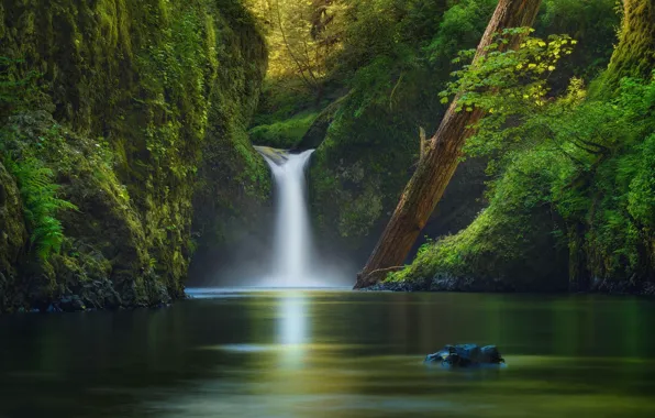 Trees, nature, river, vegetation, waterfall, USA, ictor Carreiro