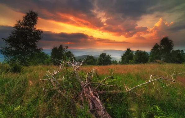 Field, forest, grass, clouds, trees, sunset, branches, fog