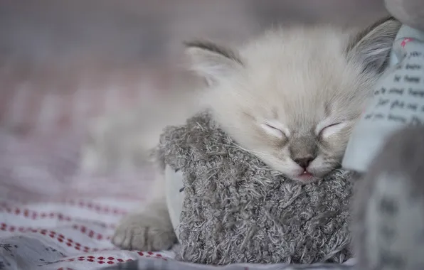 Cat, look, pose, kitty, grey, toy, paw, sleep