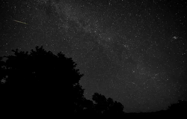 Space, stars, trees, night, silhouette