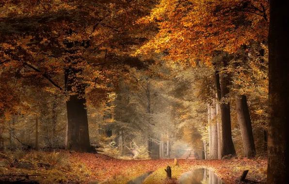 Road, autumn, forest