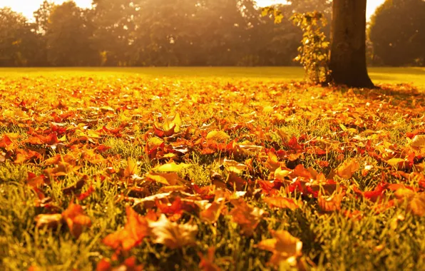 Picture autumn, grass, leaves, macro, light, trees, orange, yellow