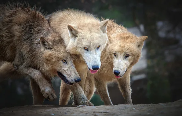 Nature, predator, animal, wolf, wildlife, portrait, portrait., Canis lupus. face