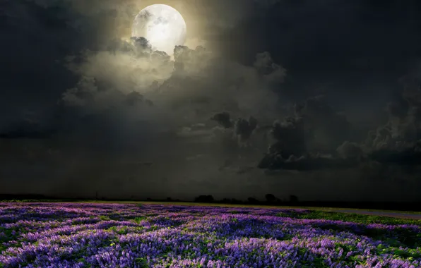 Picture field, flowers, night, the moon, lavender