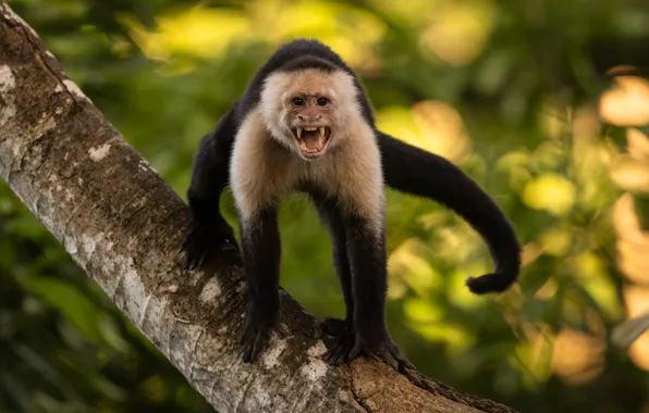 Pose, monkey, Creek, Capuchin