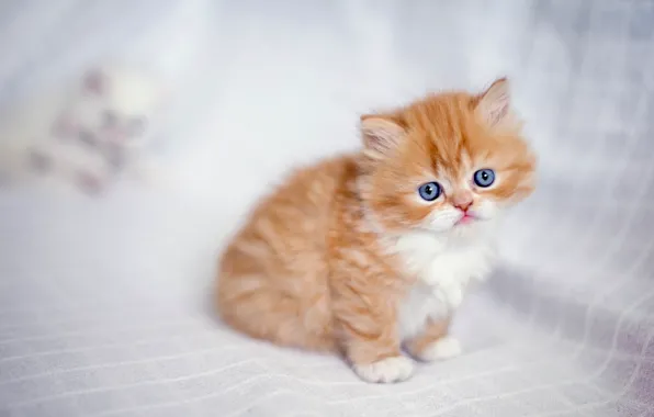 Baby, red, kitty, ginger kitten, Persian cat