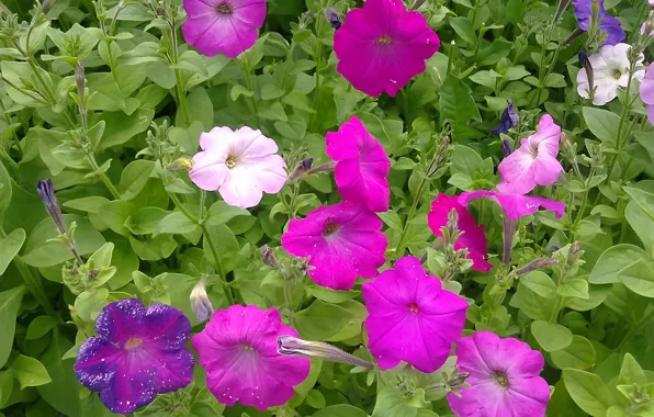 Summer, flowers, morning, June, Petunia