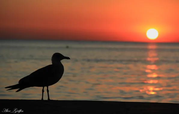 Picture sea, landscape, sunset, seagulls