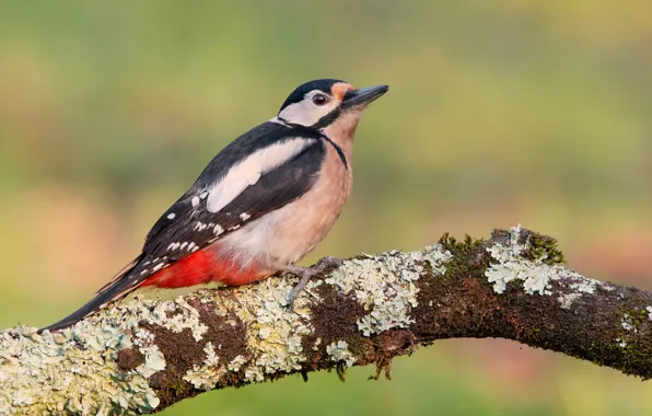 Background, bird, branch, woodpecker, lichen