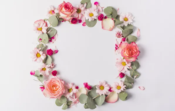 Flowers, roses, chamomile, petals, pink, rose, fresh, pink