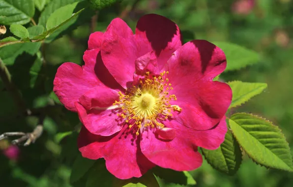 Picture macro, petals, briar