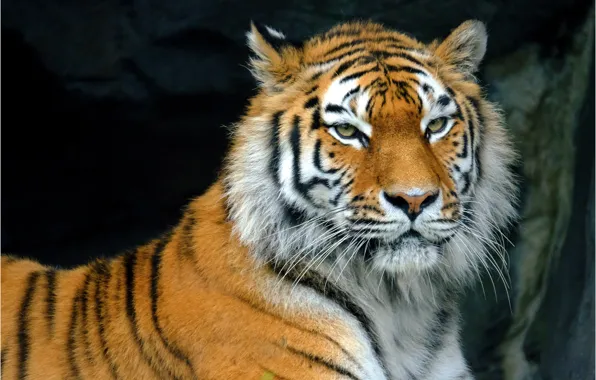 Face, tiger, predator