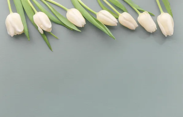 White, flowers, background, Tulips, buds