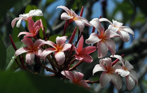 Drops, flowers, pink, plumeria